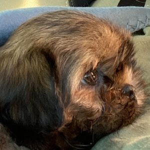 Meet your Posher, Shelby